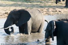 Afrikanischer Elefant (76 von 131).jpg